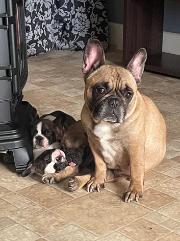 Gorgeous frenchie puppys