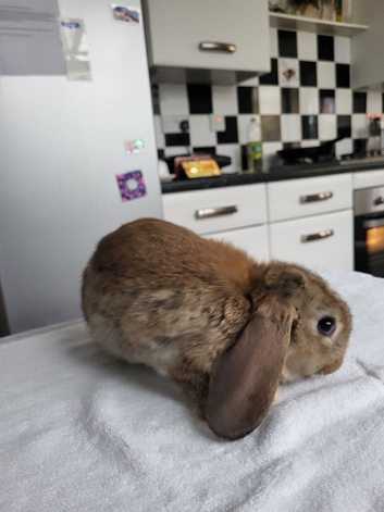 Beautiful Mini lop looking good a home