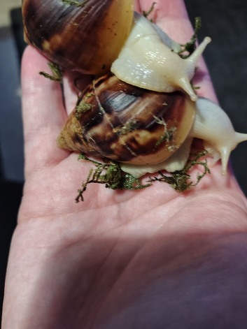 White Jade Lissachatina Fulica (Giant African Land Snails)