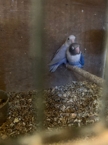 Pair of love birds