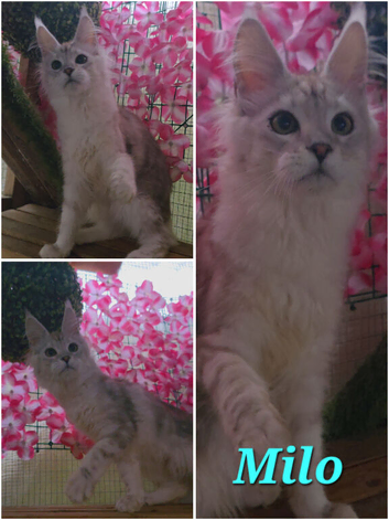 Pedigree Maine Coon Boys