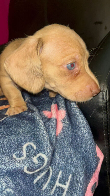 Adorable Miniature Dachshund Puppies &ndash; 2 Boys, 2 Girls