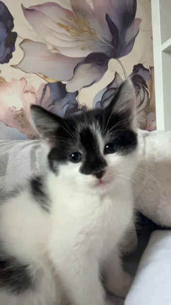 Long hair fluffy  kittens