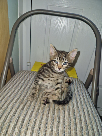 Bengal cross
