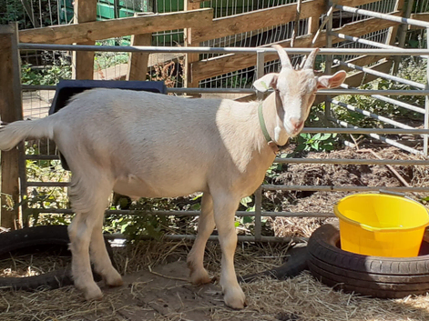 Toggenburg Whether Male Goat - Very Friendly