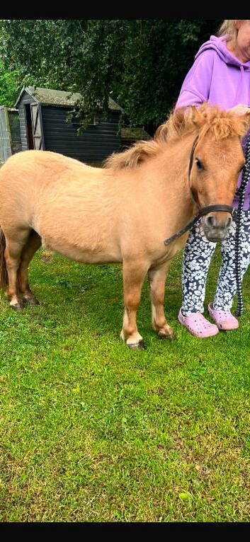 Rosie and Chester.Adorable Miniature Shetlands
