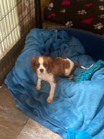 Cavalier King Charles