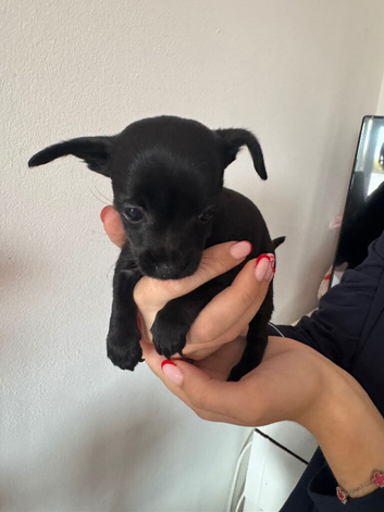 Chihuahua cross puppies for sale