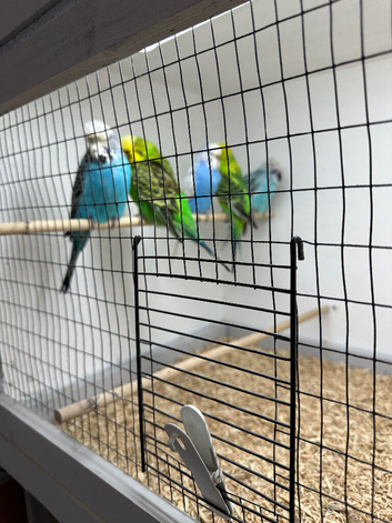 Budgies