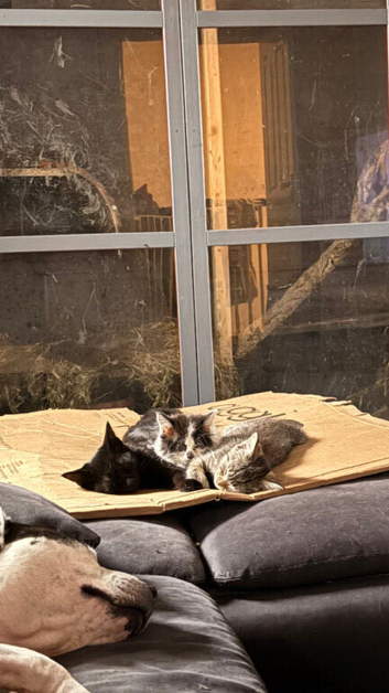 3 beautiful kittens available. delivery available.