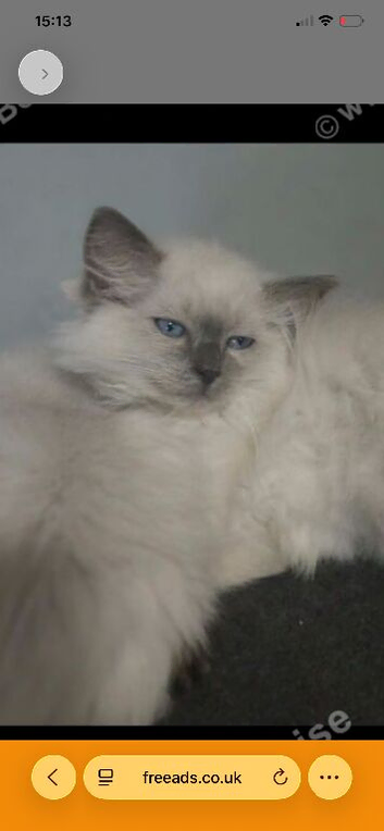 Male ragdoll kitten