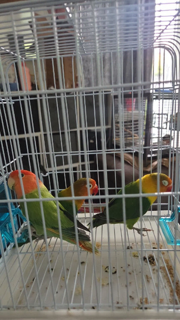 Love birds x2
