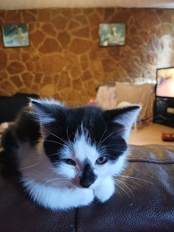 8 week old kittens