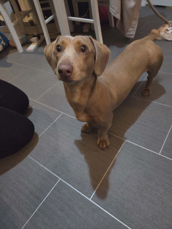Minature dachound