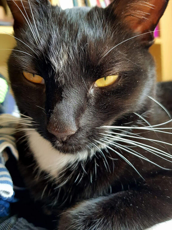 Missing black and white cat in Shepshed