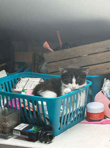 Girl kitten