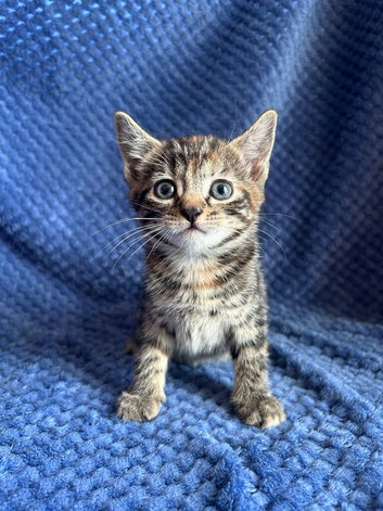 Mainecoon x