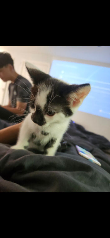 Kitten