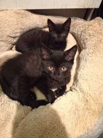 British shorthair x Domestic shorthair