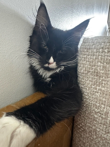 Beautiful Maine coon