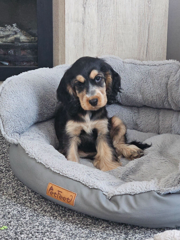 Last pup left Show Cocker Spaniel Puppies