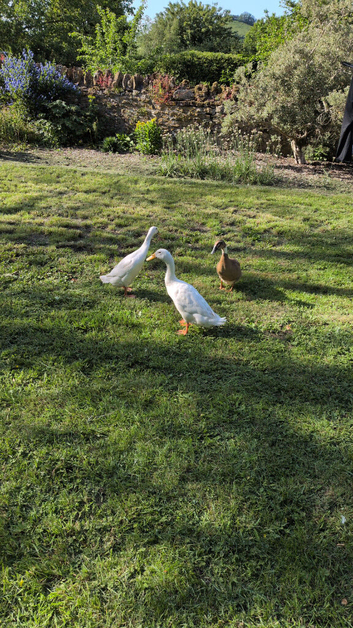 3 ducks
