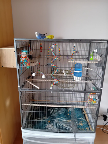 2x tame budgies plus cage and accessories