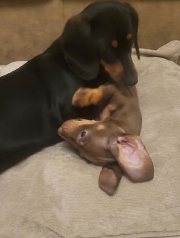 Last of the litter, miniature dachshund chocolate daple boy