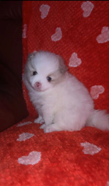 Beautiful Pomeranian pups