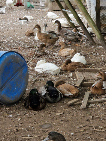 Female ducks