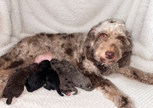 BEAUTIFUL COCKAPOO PUPPIES