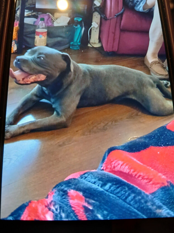 Male blue staffordshire bull terrier