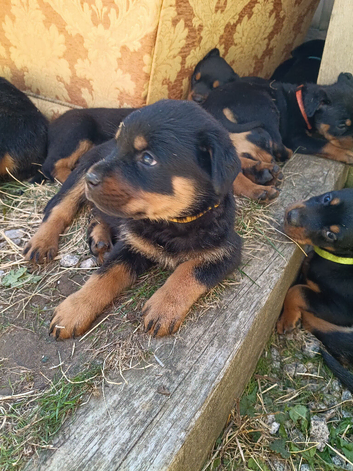 Rottweiler puppies
