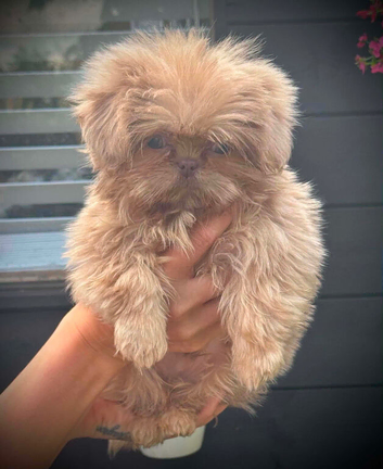 Reduced as ready to go to lovely homes 4 males Shihzu puppies available ready now !!