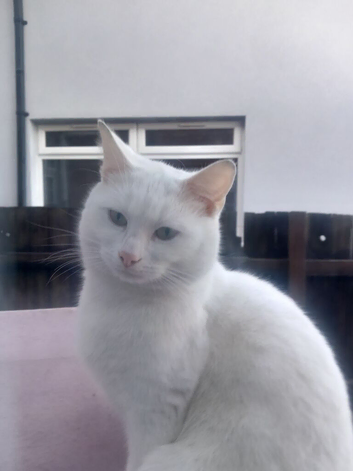 full white cat 2 years old