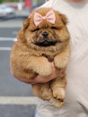 Chow chow female