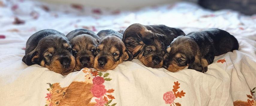 Standard Wirehair dachshund