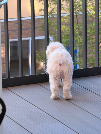 Cute puppy looking to re-home (for someone god experienced)