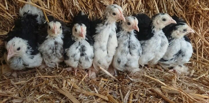 9-11 weeks of age, chickens looking for new homes