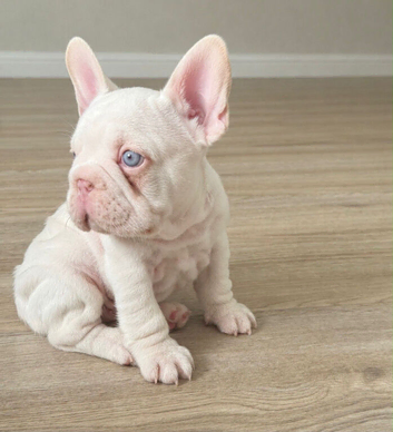 French bulldogs