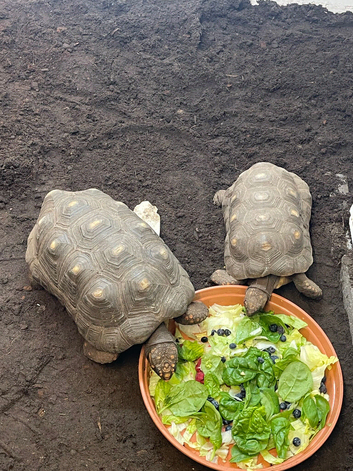 Pair of red foot tortoises