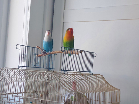 ** Pair of Beautiful Lovebirds for Sale / Loving Home Needed ️**