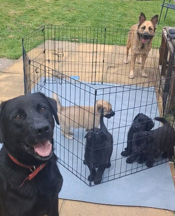 Shepadore puppies German Shepherd &times; Labradore puppies for sale