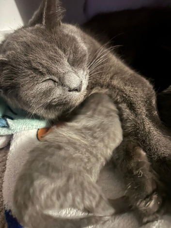 Gorgeous kittens for sale