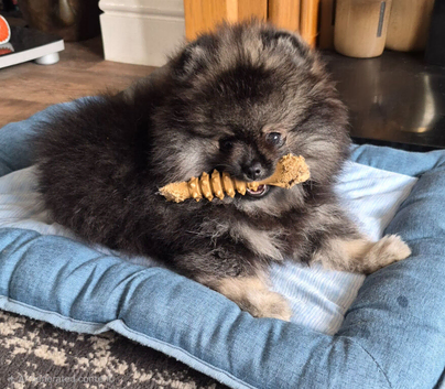Wolf sable pomeranian