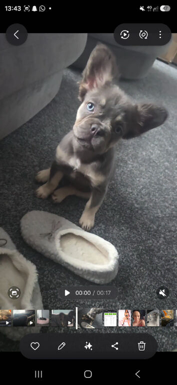 Kc registered lilac and tan fluffy French dog