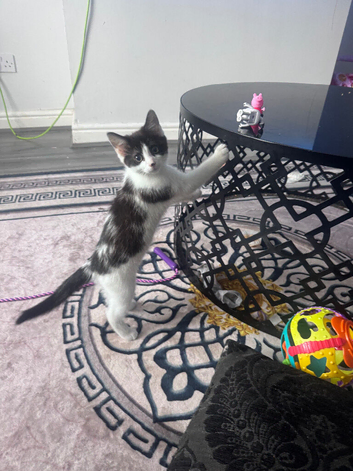 Black and white kitten last one left from litter of 7