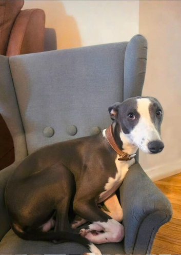 Looking for the Right Home:  10-Month-Old Whippet