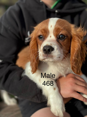 Gorgeous Cav Puppies
