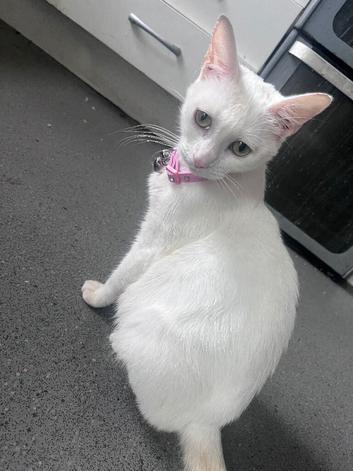 Stunning 12Month Old Turkish Angora Female